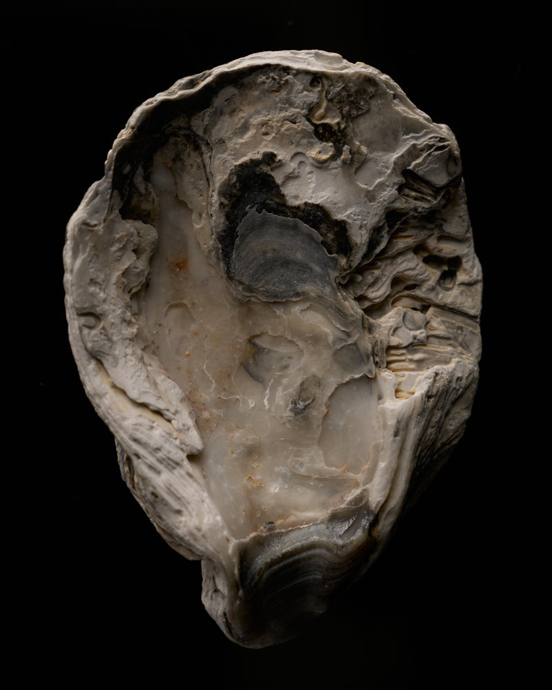 Fossilized oyster shell on a black background